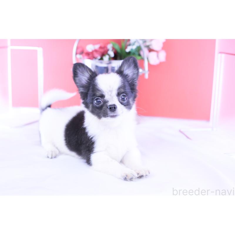 販売中の愛知県のチワワ(ロングコート)-418481の12枚目