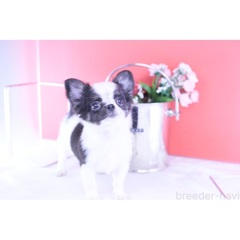 販売中の愛知県のチワワ(ロングコート)-418481の10枚目