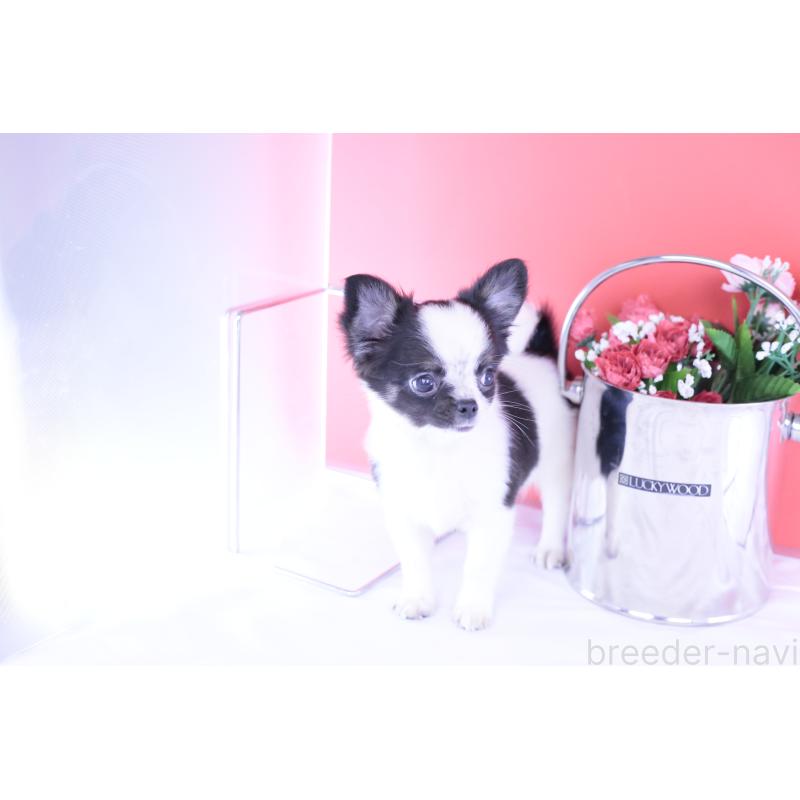 販売中の愛知県のチワワ(ロングコート)-418481の7枚目