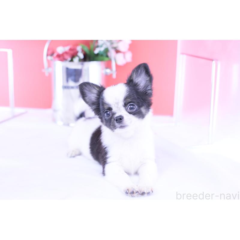 販売中の愛知県のチワワ(ロングコート)-418481の6枚目