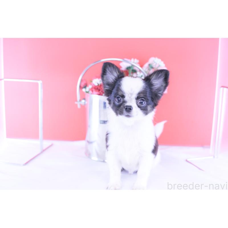 販売中の愛知県のチワワ(ロングコート)-418481の5枚目