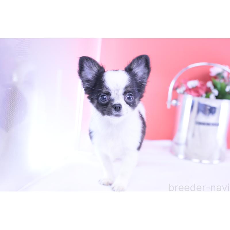 販売中の愛知県のチワワ(ロングコート)-418481の4枚目