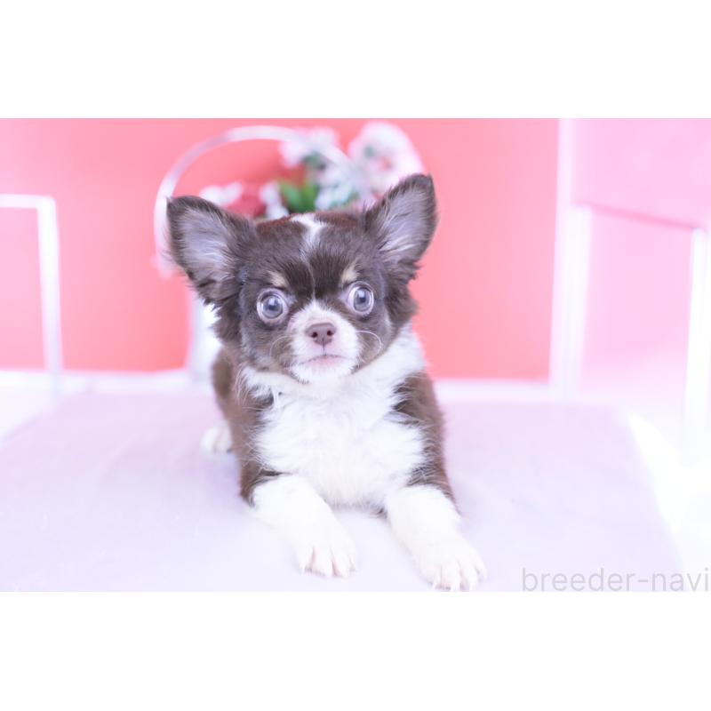 販売中の愛知県のチワワ(ロングコート)-416366の12枚目