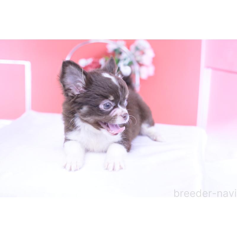 販売中の愛知県のチワワ(ロングコート)-416366の7枚目