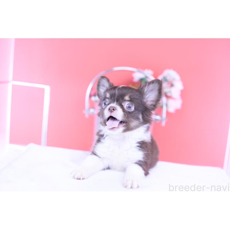 販売中の愛知県のチワワ(ロングコート)-416366の6枚目