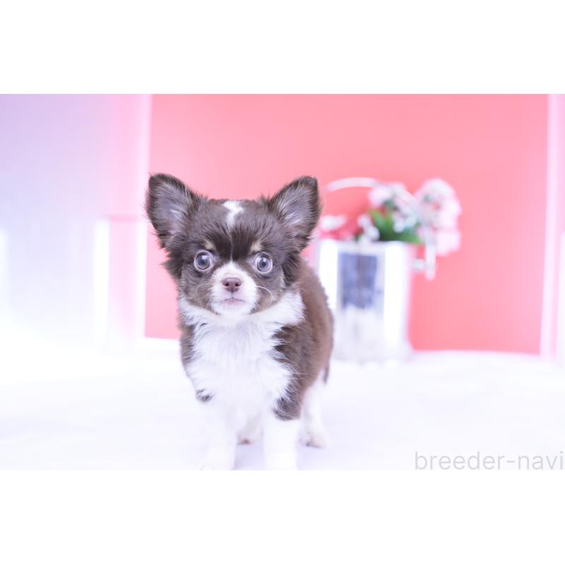 販売中の愛知県のチワワ(ロングコート)-416366の5枚目