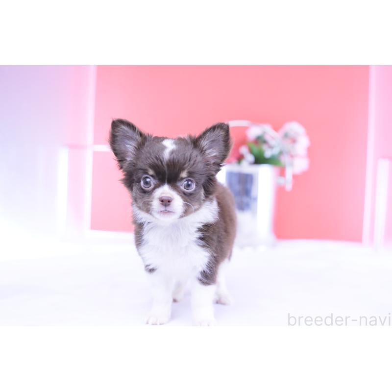 販売中の愛知県のチワワ(ロングコート)-416366の4枚目