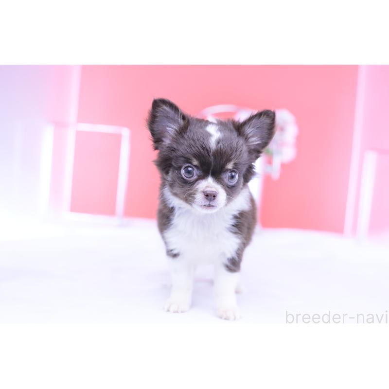 販売中の愛知県のチワワ(ロングコート)-416366の3枚目