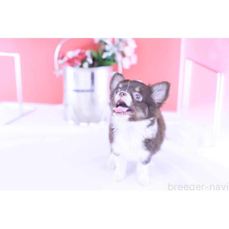 販売中の愛知県のチワワ(ロングコート)-416366の2枚目