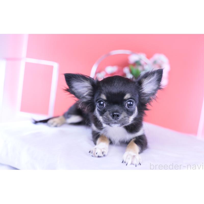 販売中の愛知県のチワワ(ロングコート)-410747の14枚目