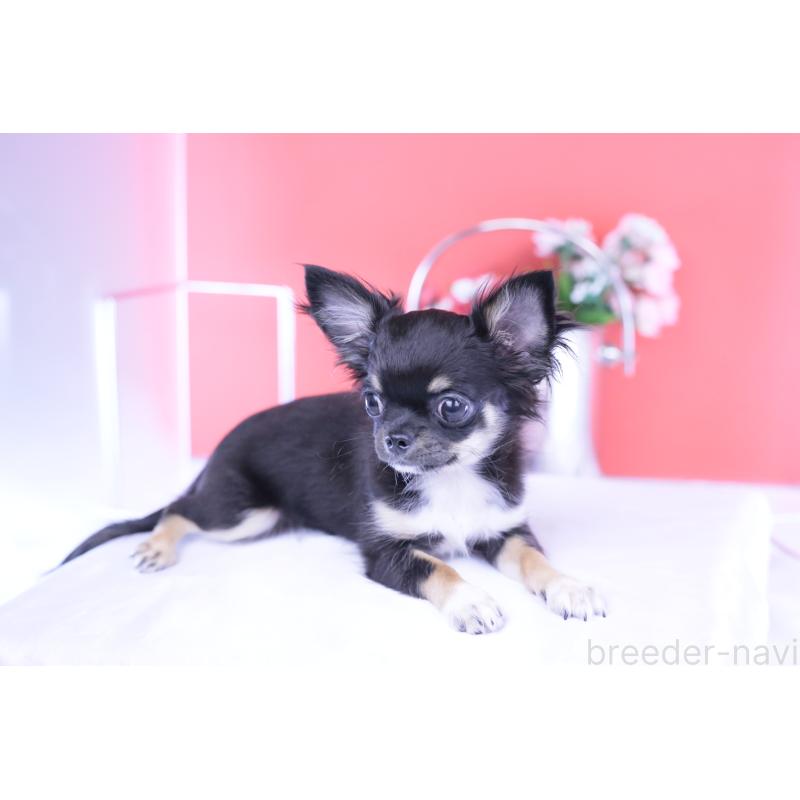 販売中の愛知県のチワワ(ロングコート)-410747の12枚目