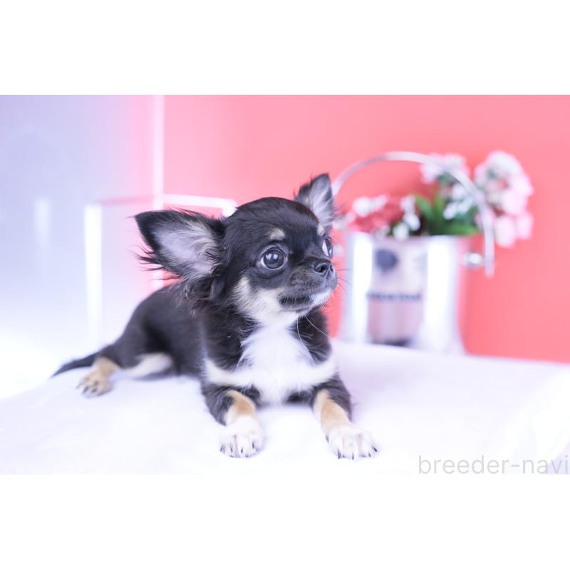 販売中の愛知県のチワワ(ロングコート)-410747の10枚目