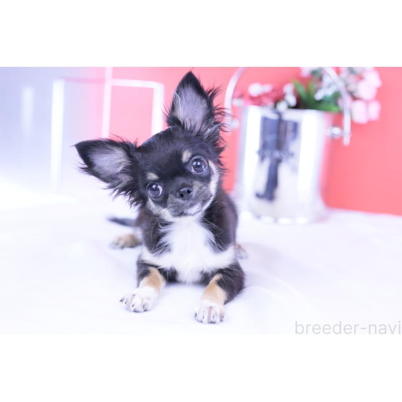 販売中の愛知県のチワワ(ロングコート)-410747の5枚目