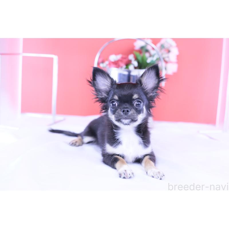 販売中の愛知県のチワワ(ロングコート)-410747の4枚目