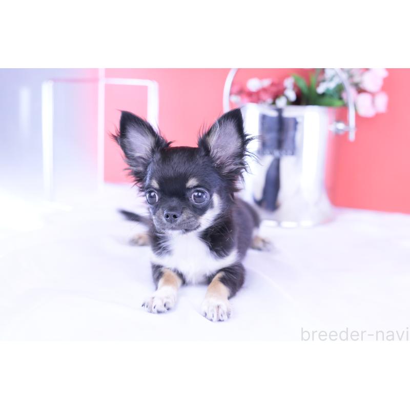 販売中の愛知県のチワワ(ロングコート)-410747の3枚目