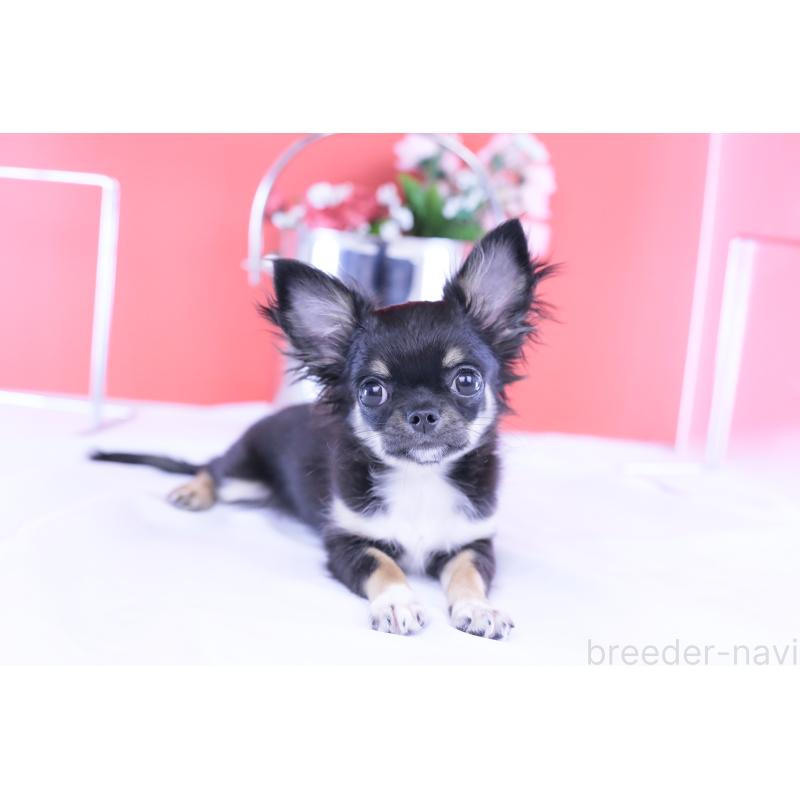 販売中の愛知県のチワワ(ロングコート)-410747の2枚目