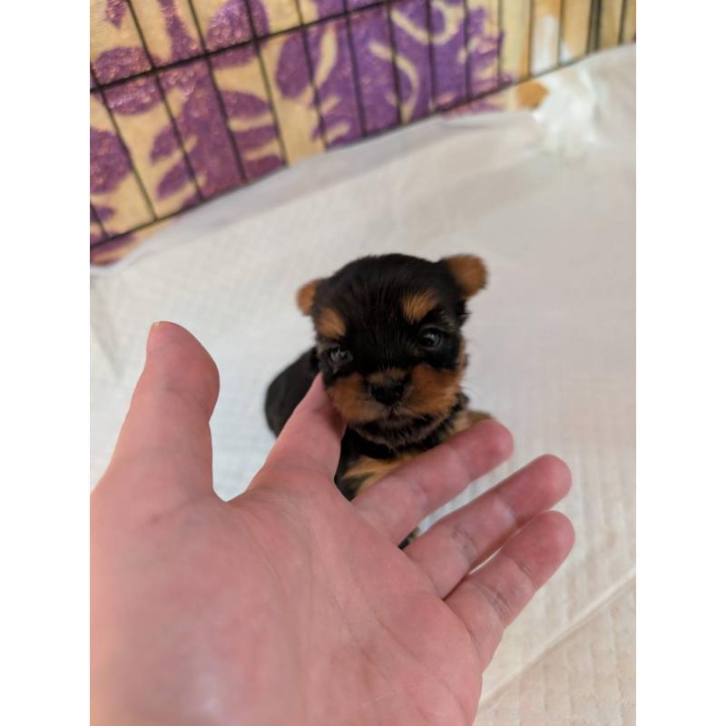 販売中の神奈川県のヨークシャーテリア-429453