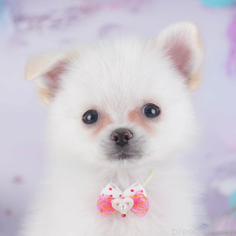 販売中の神奈川県のポメチワ:ポメラニアン×チワワ-429454の1枚目