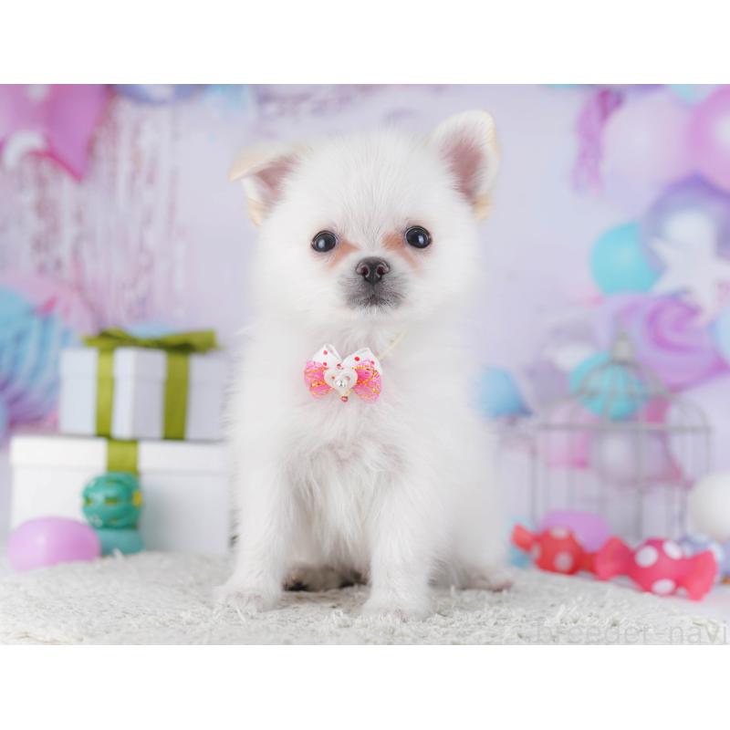 販売中の神奈川県のポメチワ:ポメラニアン×チワワ-429454の16枚目