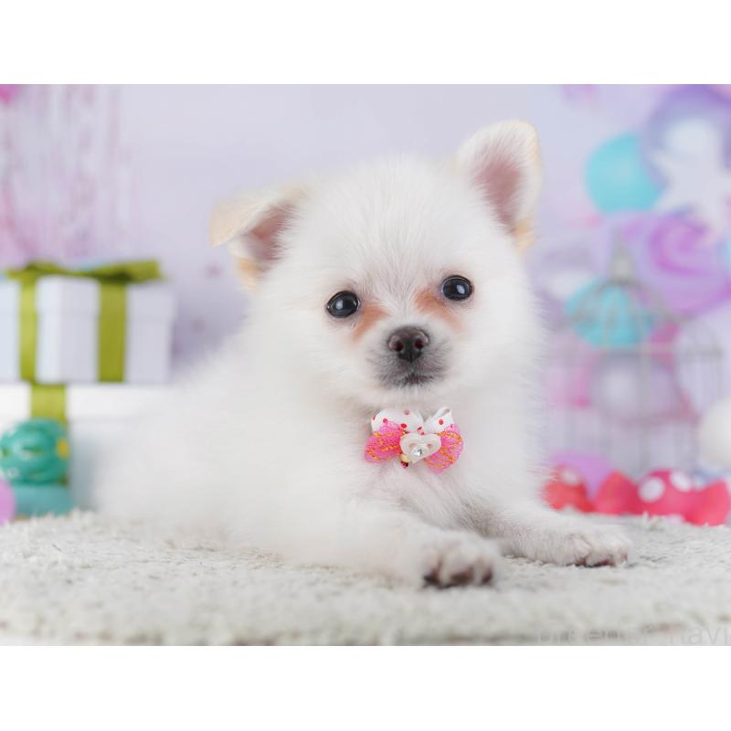 販売中の神奈川県のポメチワ:ポメラニアン×チワワ-429454の15枚目