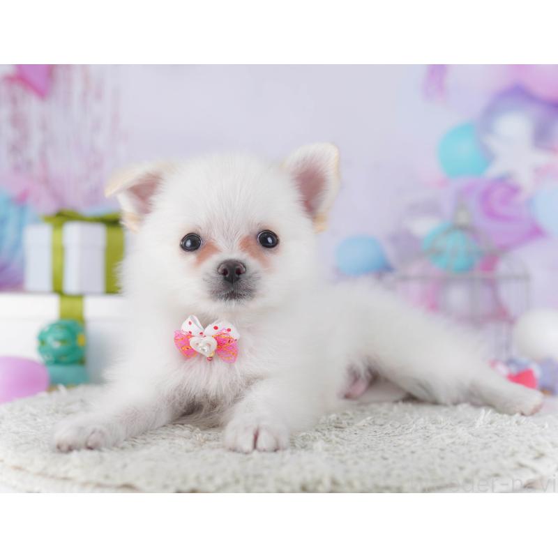 販売中の神奈川県のポメチワ:ポメラニアン×チワワ-429454の14枚目