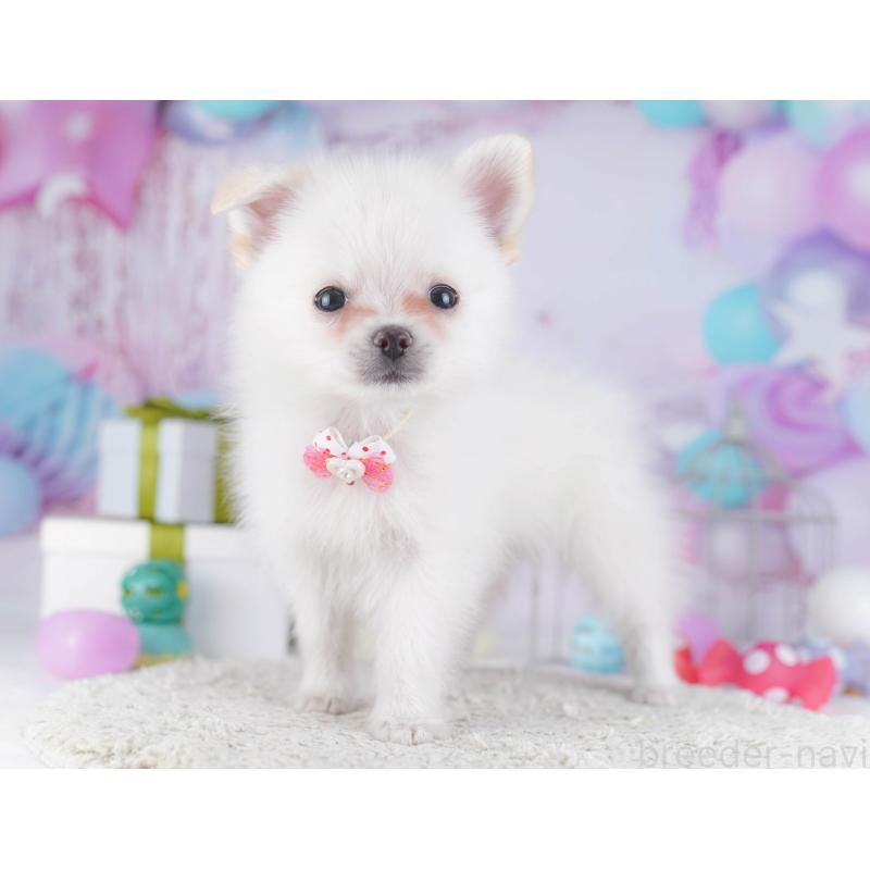 販売中の神奈川県のポメチワ:ポメラニアン×チワワ-429454の13枚目