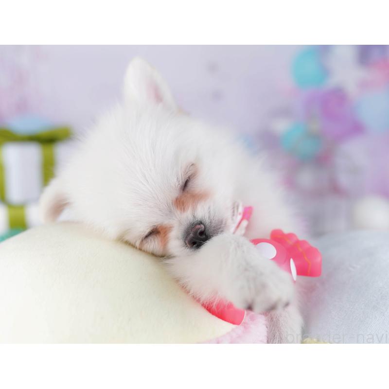 販売中の神奈川県のポメチワ:ポメラニアン×チワワ-429454の12枚目