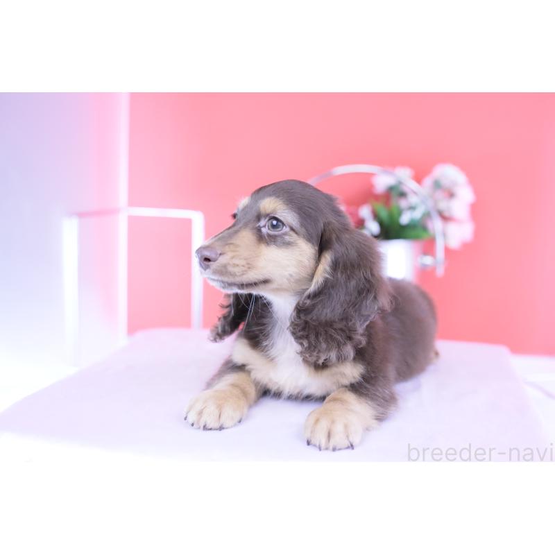 販売中の愛知県のカニンヘンダックスフンド(ロングヘアード)-420255の13枚目