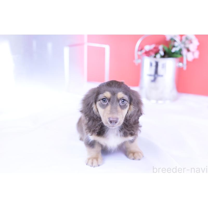 販売中の愛知県のカニンヘンダックスフンド(ロングヘアード)-420255の11枚目