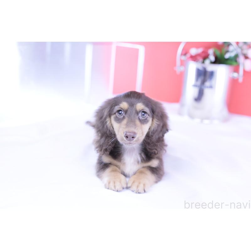 販売中の愛知県のカニンヘンダックスフンド(ロングヘアード)-420255の7枚目