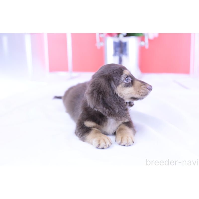 販売中の愛知県のカニンヘンダックスフンド(ロングヘアード)-420255の6枚目