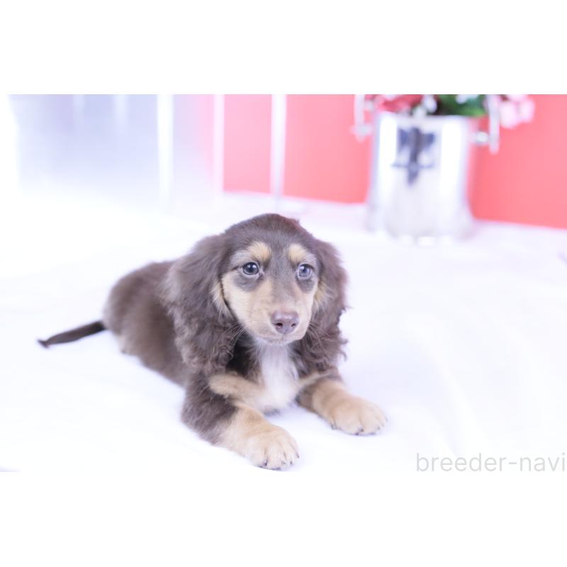 販売中の愛知県のカニンヘンダックスフンド(ロングヘアード)-420255の5枚目