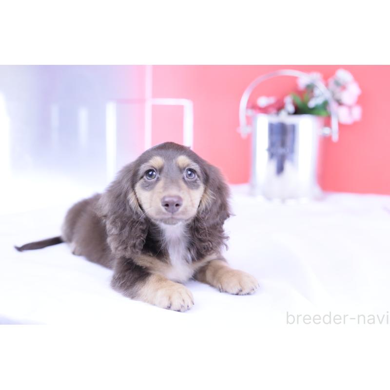 販売中の愛知県のカニンヘンダックスフンド(ロングヘアード)-420255の4枚目