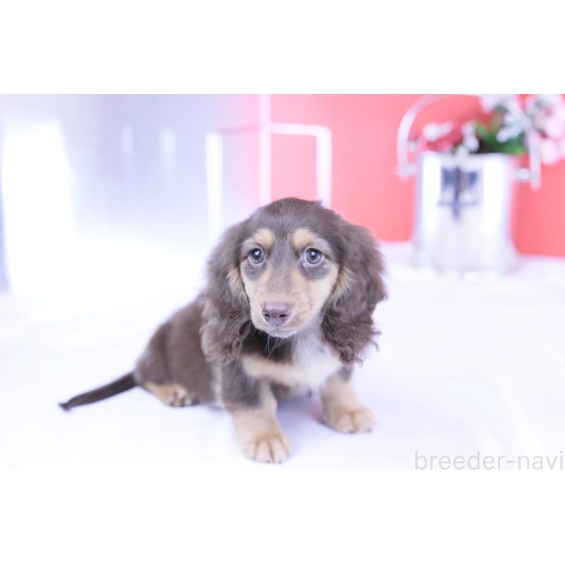 販売中の愛知県のカニンヘンダックスフンド(ロングヘアード)-420255の3枚目