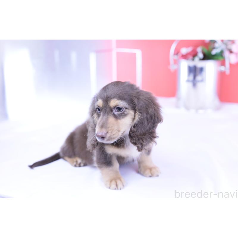販売中の愛知県のカニンヘンダックスフンド(ロングヘアード)-420255の2枚目