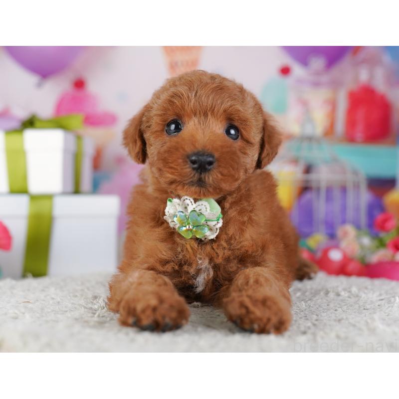 販売中の神奈川県のトイプードル-429455の17枚目