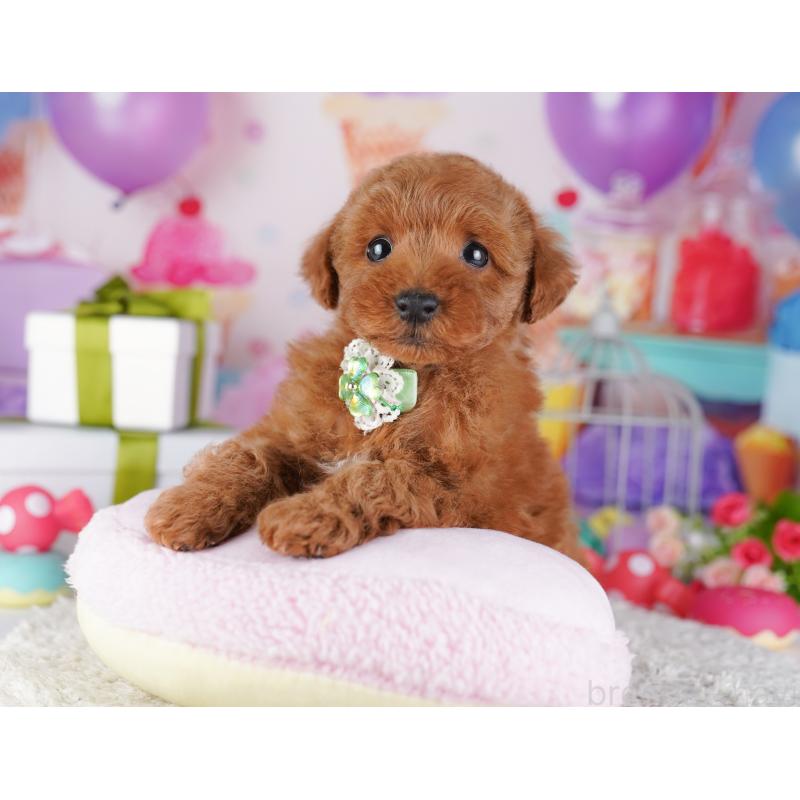 販売中の神奈川県のトイプードル-429455の16枚目