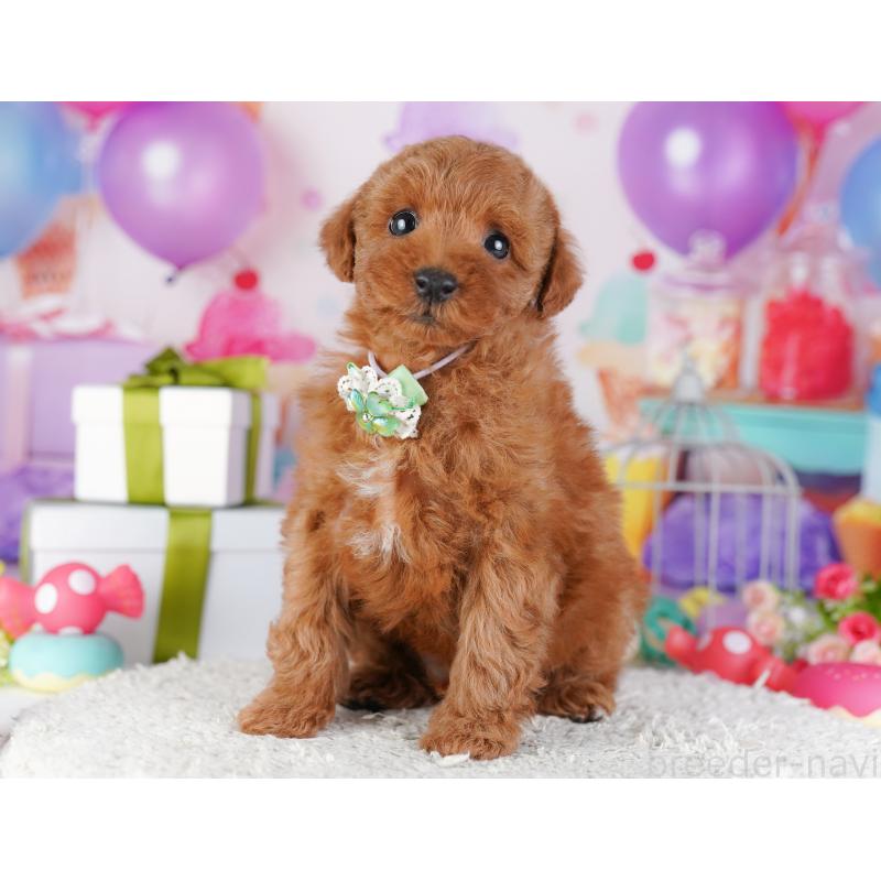 販売中の神奈川県のトイプードル-429455の15枚目