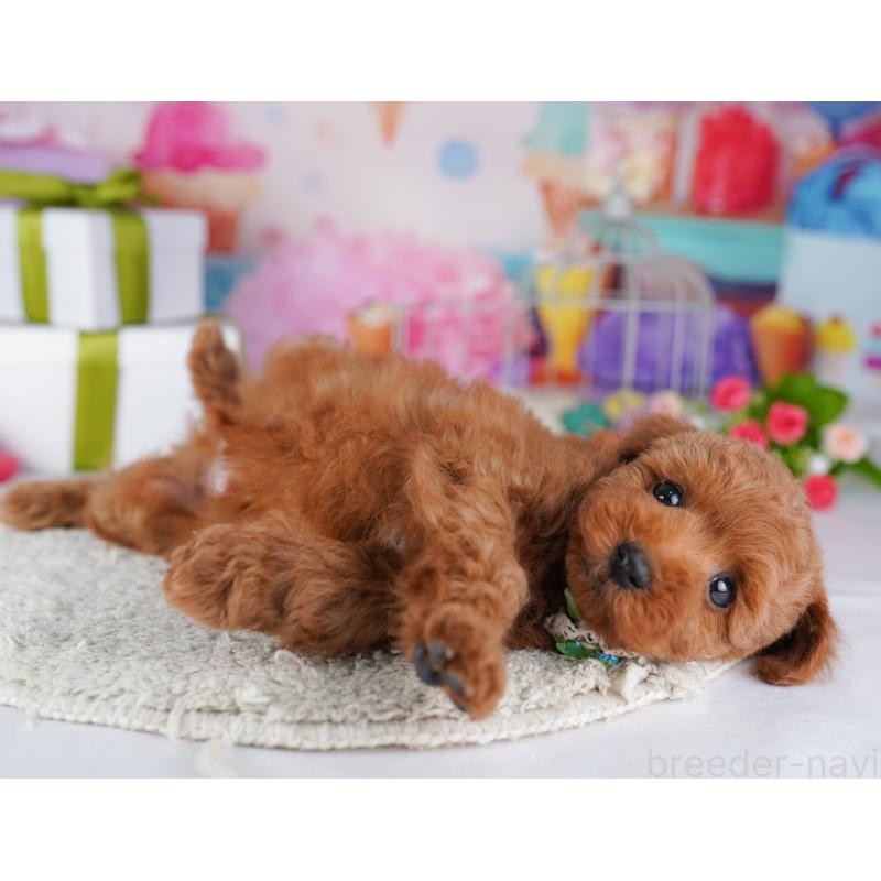 販売中の神奈川県のトイプードル-429455の14枚目