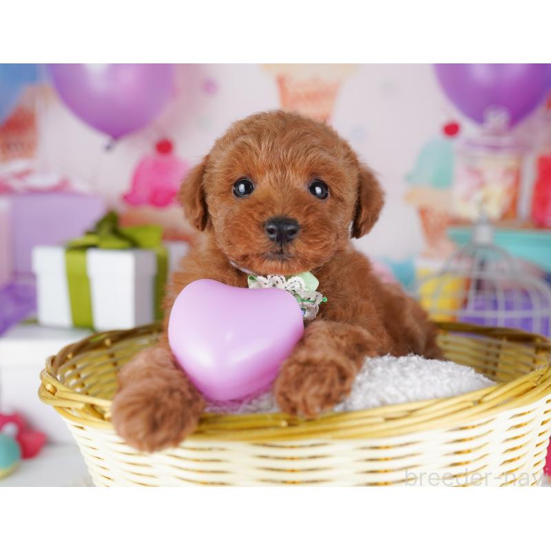 販売中の神奈川県のトイプードル-429455の13枚目