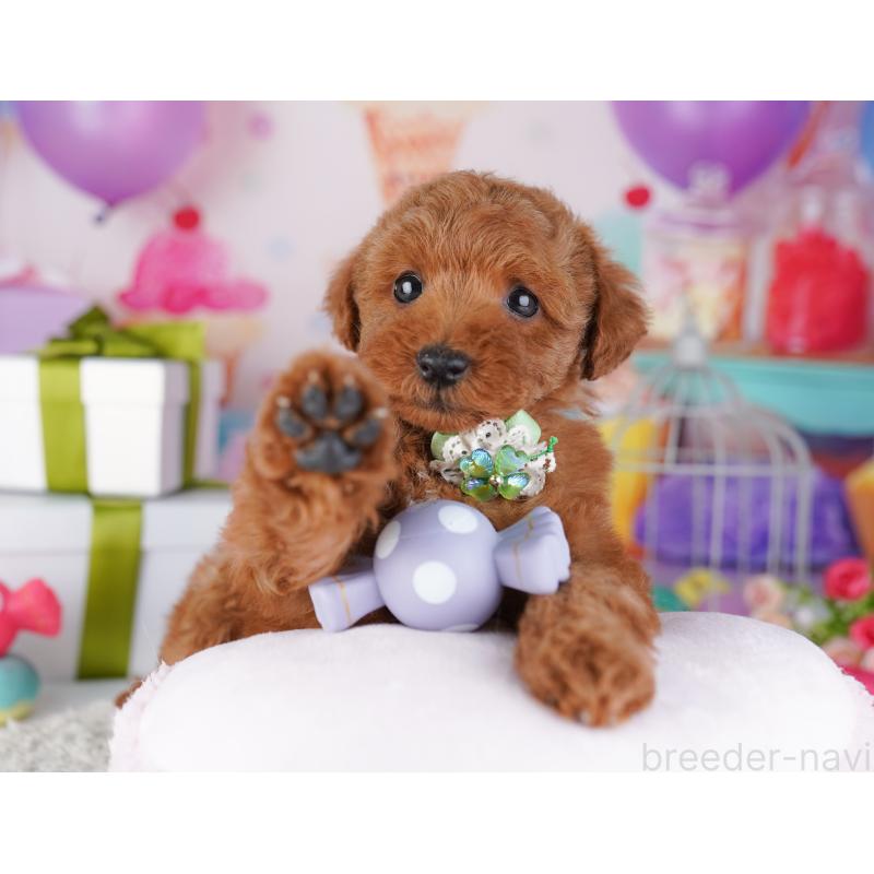 販売中の神奈川県のトイプードル-429455の12枚目