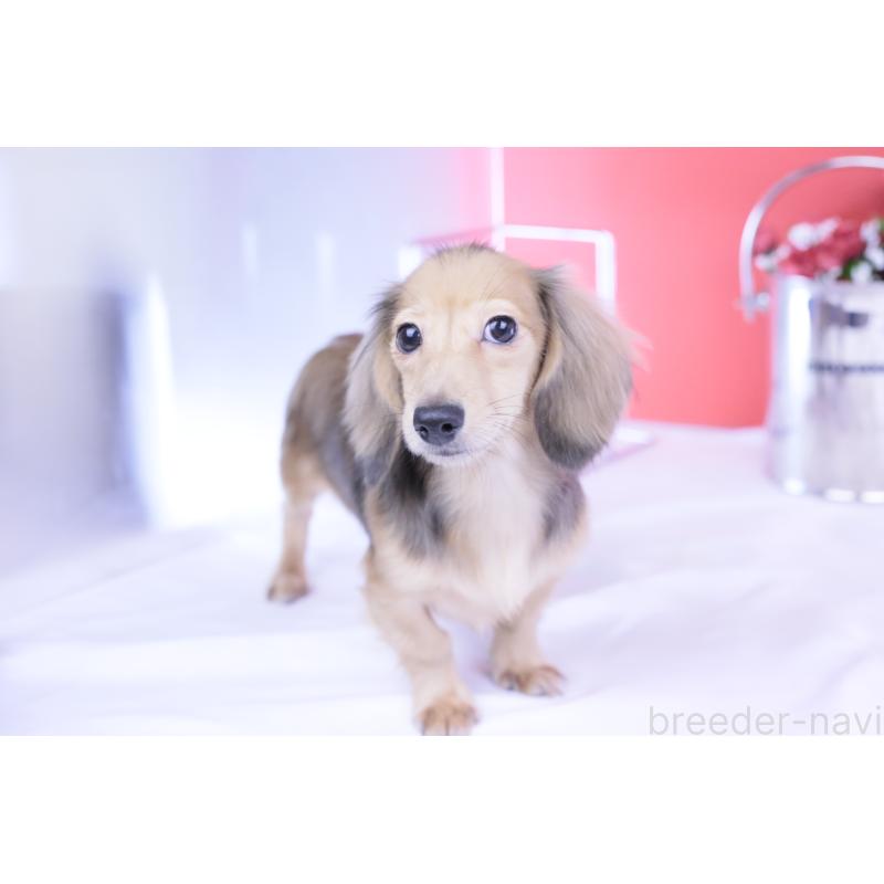 成約済の愛知県のカニンヘンダックスフンド(ロングヘアード)-397777の10枚目