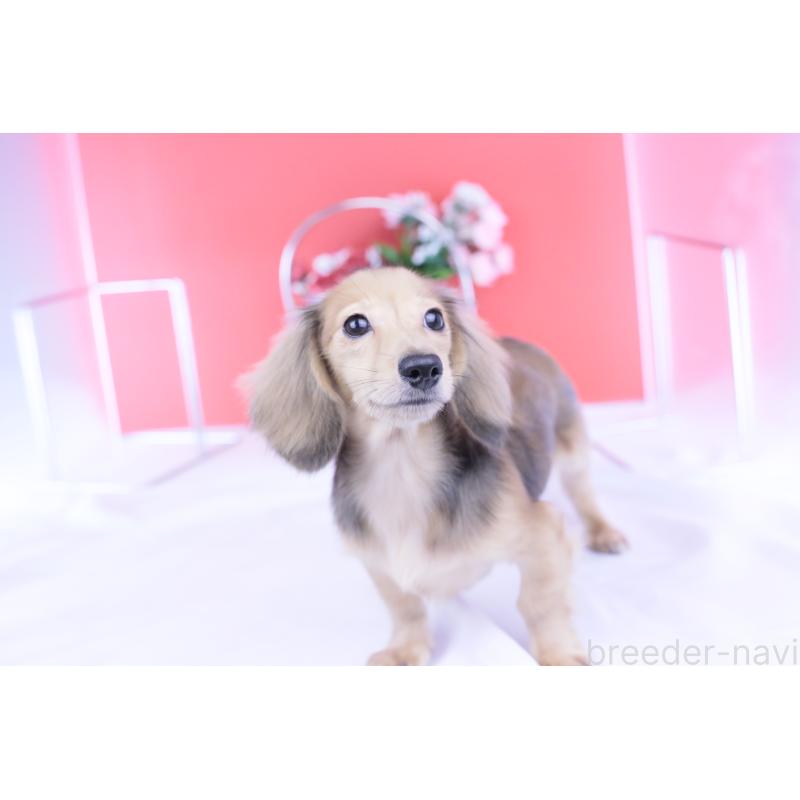 成約済の愛知県のカニンヘンダックスフンド(ロングヘアード)-397777の8枚目