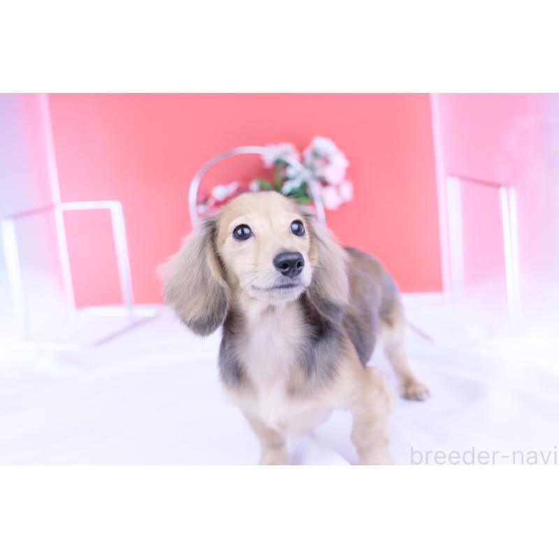 成約済の愛知県のカニンヘンダックスフンド(ロングヘアード)-397777の7枚目