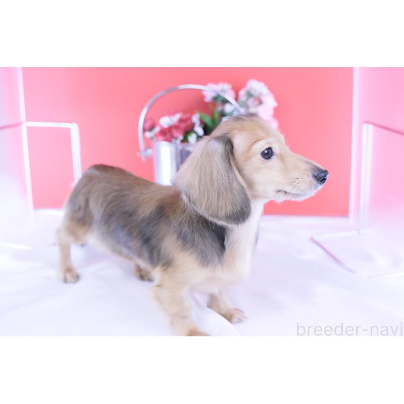 成約済の愛知県のカニンヘンダックスフンド(ロングヘアード)-397777の3枚目