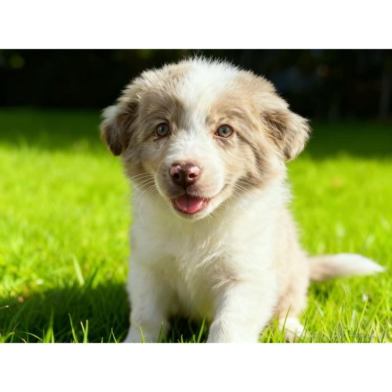 販売中の茨城県のボーダーコリー-421392