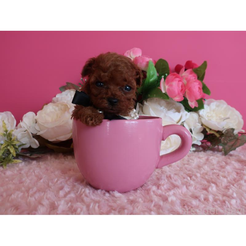 販売中の鹿児島県のティーカッププードル-429457の5枚目