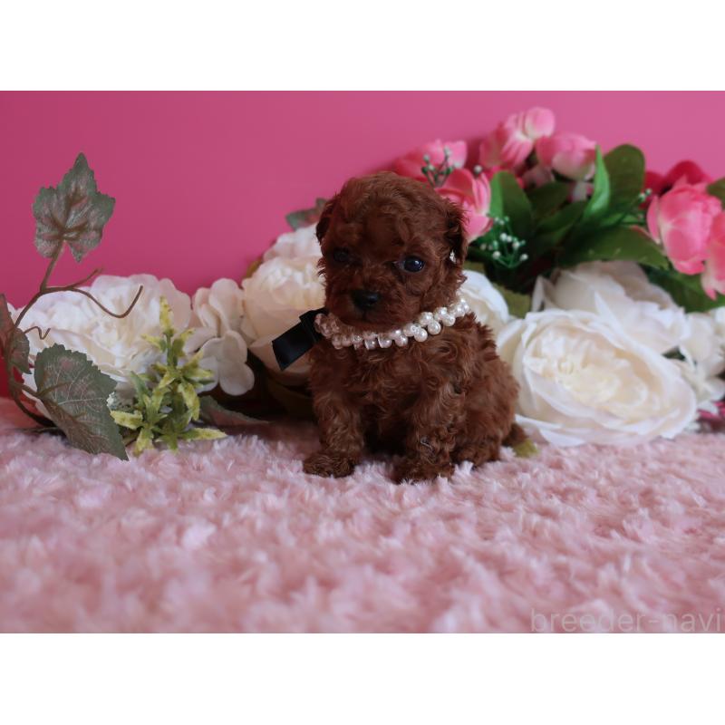 販売中の鹿児島県のティーカッププードル-429457の4枚目