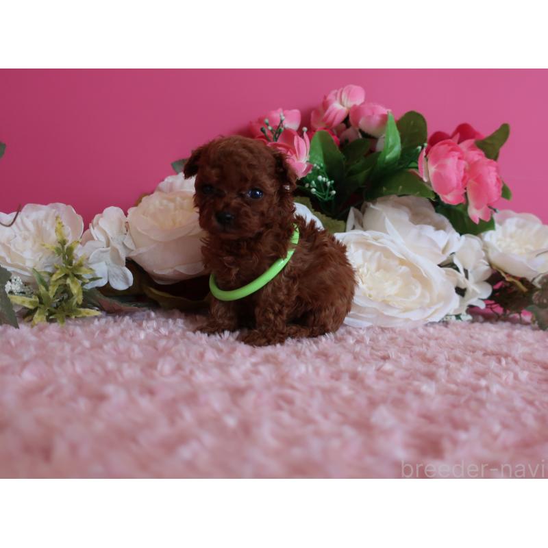 販売中の鹿児島県のティーカッププードル-429457の3枚目