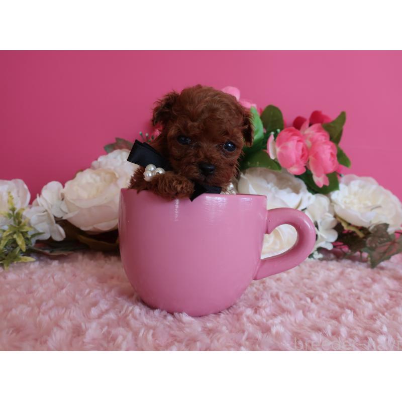 販売中の鹿児島県のティーカッププードル-429457の2枚目